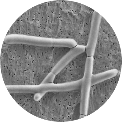 Lactobacillus acidophilus LA 05 Database